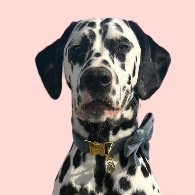 Petrol Velvet Dog Collar
