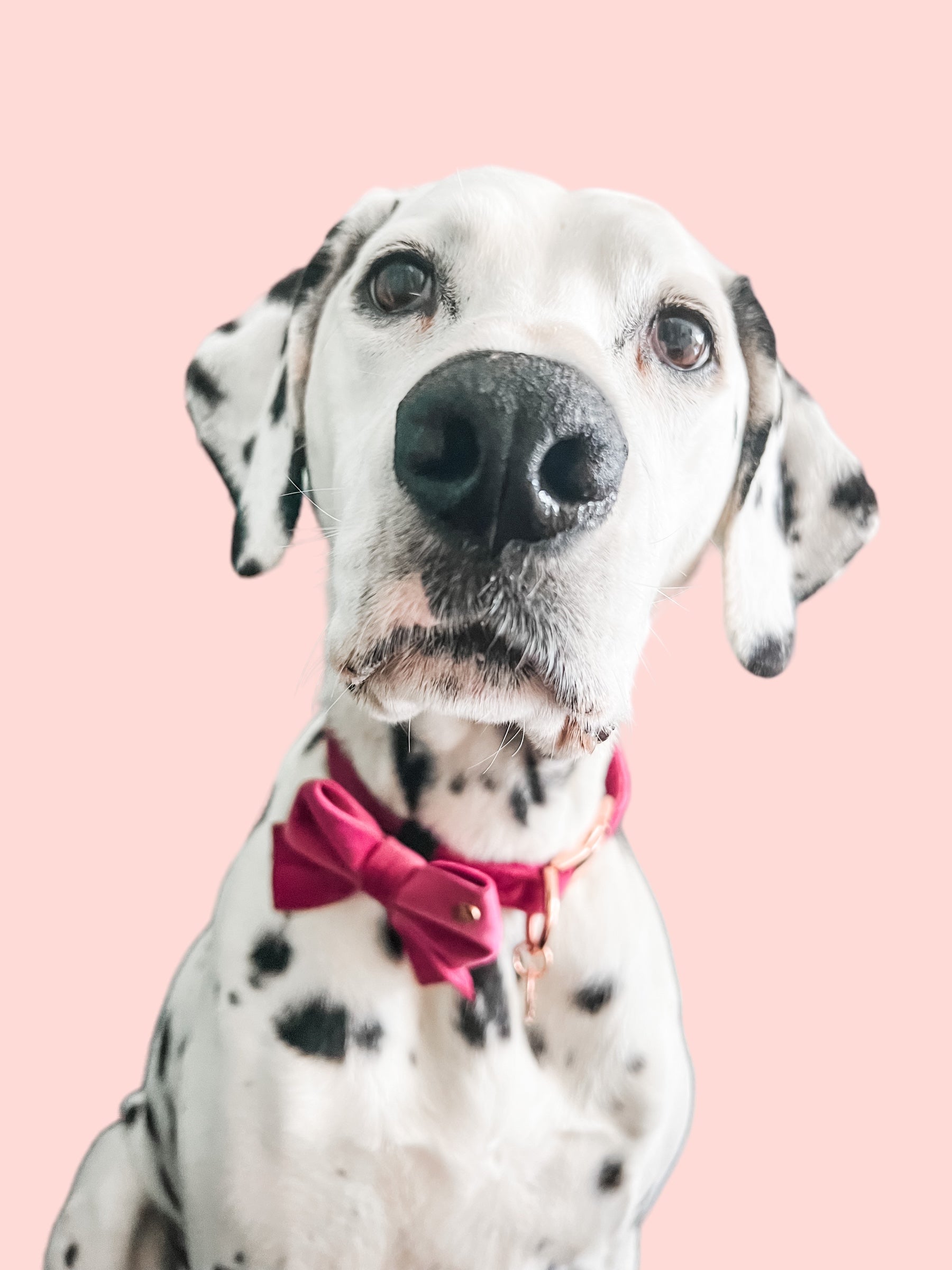 Magenta Velvet Dog Collar