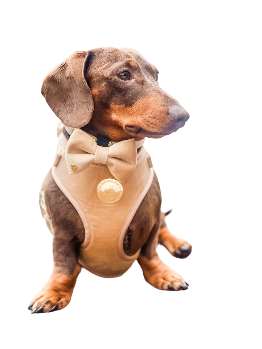 Champagne Velvet Harness the spotted dog company