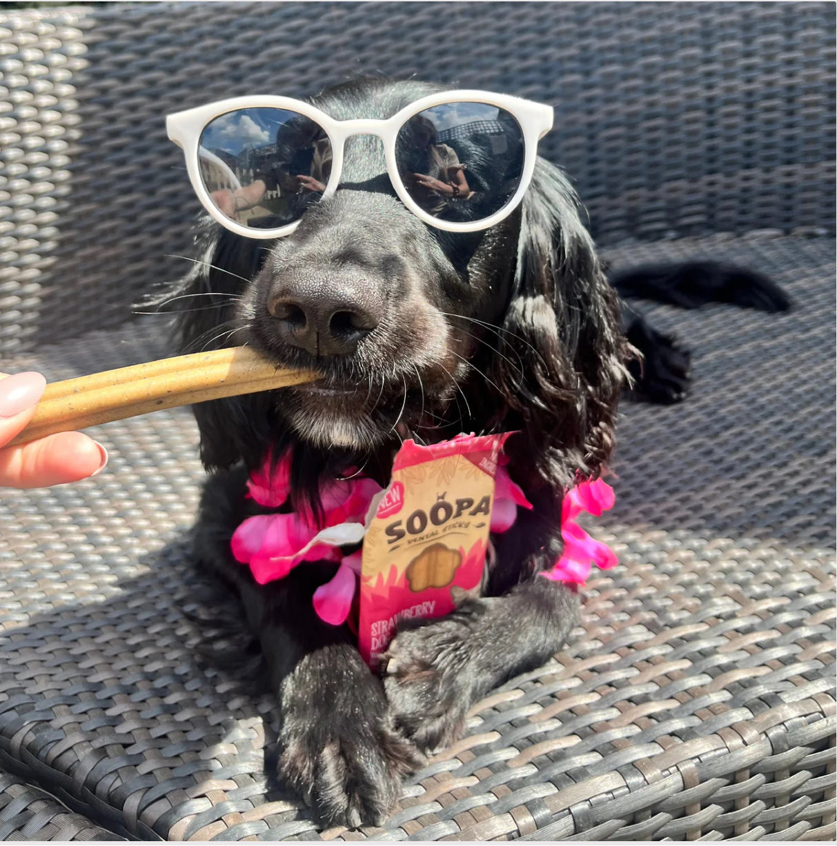 Soopa Strawberry Dog-quiri Dental Chews