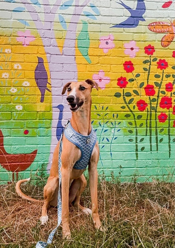 Fantabulous Dog Harness