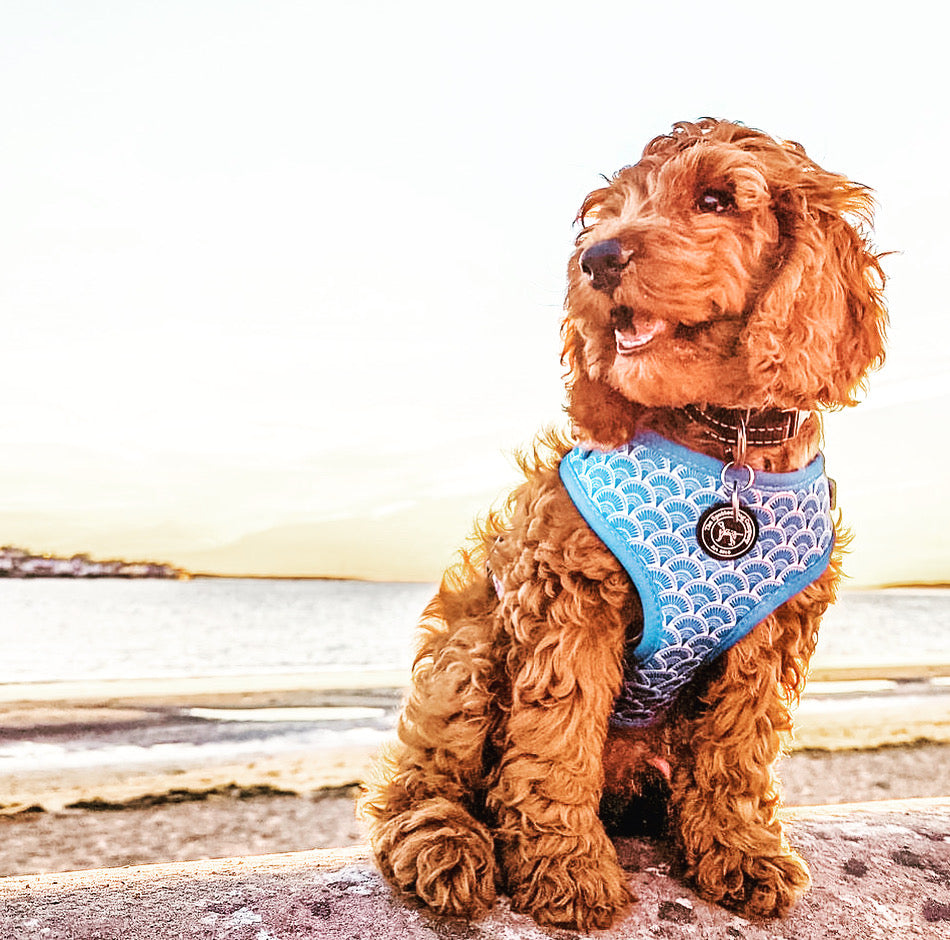 Fantabulous Dog Harness