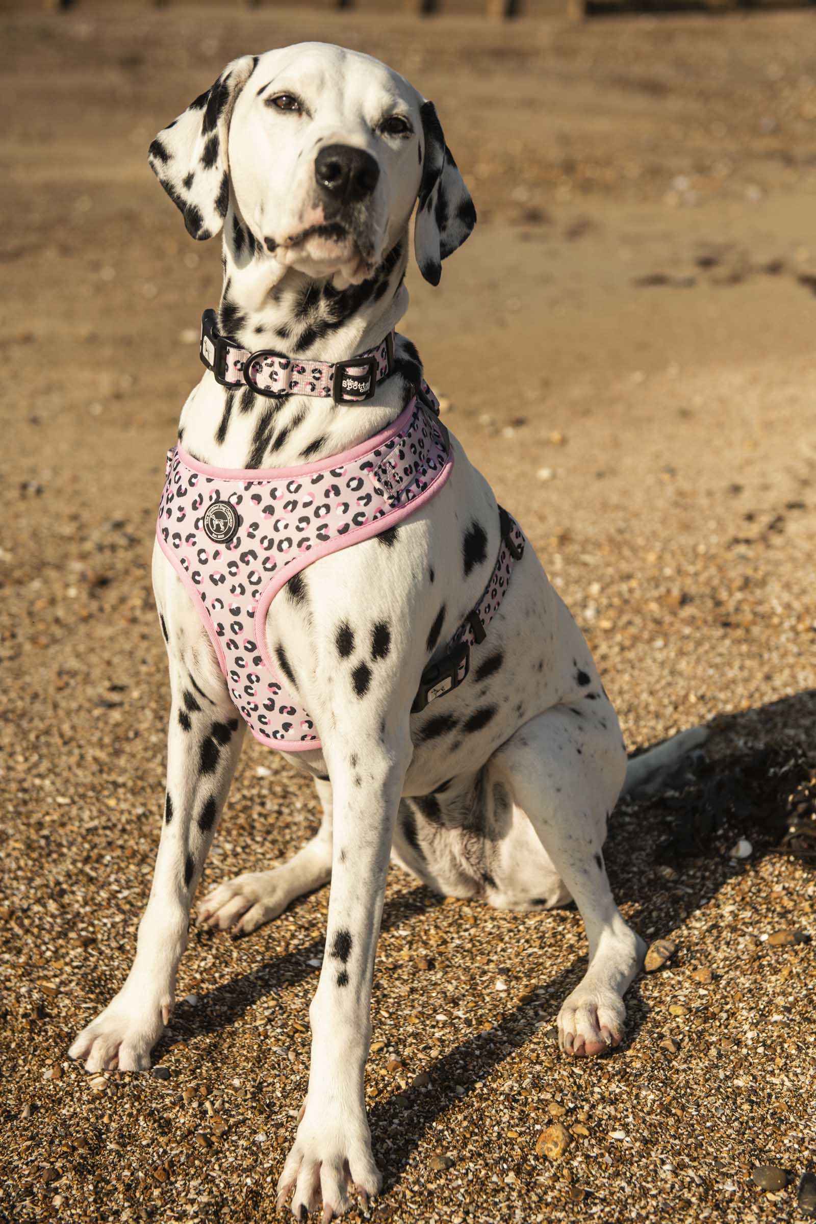 You Jane Dog Harness - the spotted dog company 