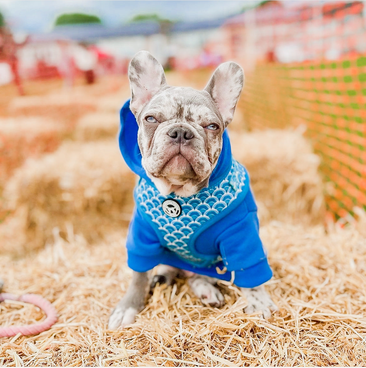 Fantabulous Dog Harness